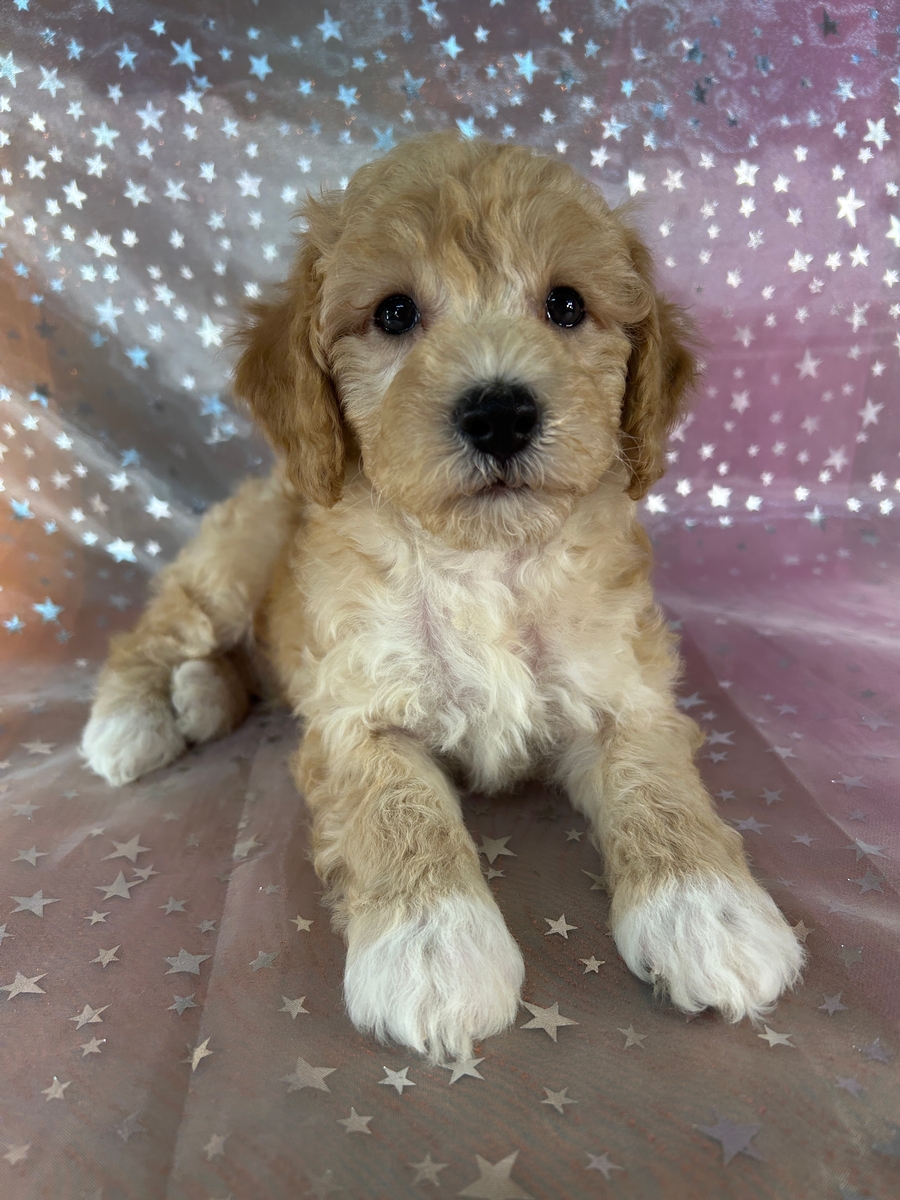 Male Apricot and White Moyen Poodle Puppy for Sale $750